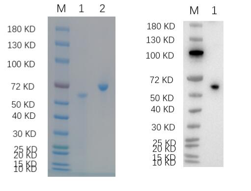 1. TAS1R3 <br />2. BSA